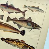 1898 Engraving - Fish - Ling and Haddock - Vintage Lithograph Plate