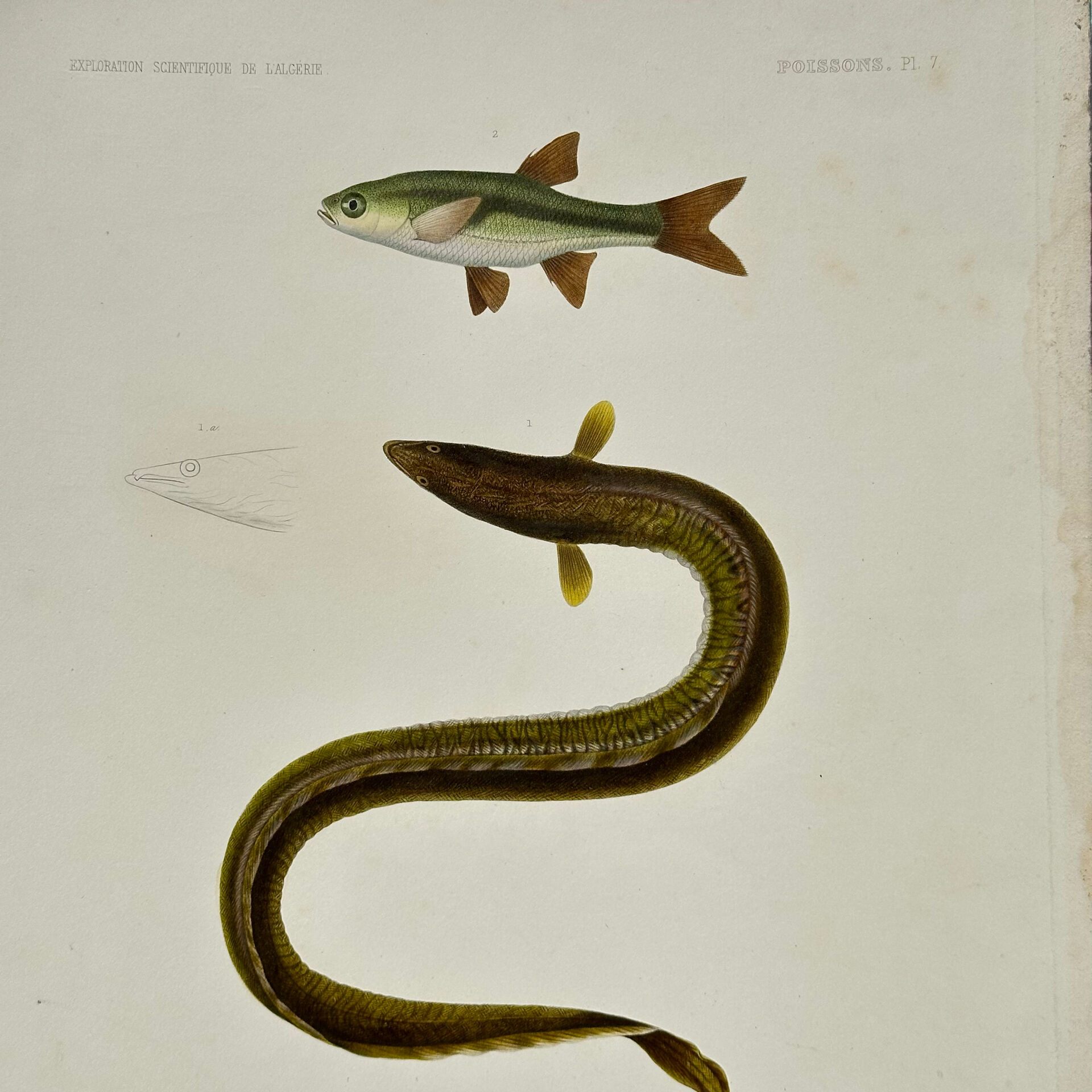 Original Engraving 1840 Coloured Hand-drawn Naturalist Exploration