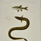 Original Engraving 1840 Coloured Hand-drawn Naturalist Exploration