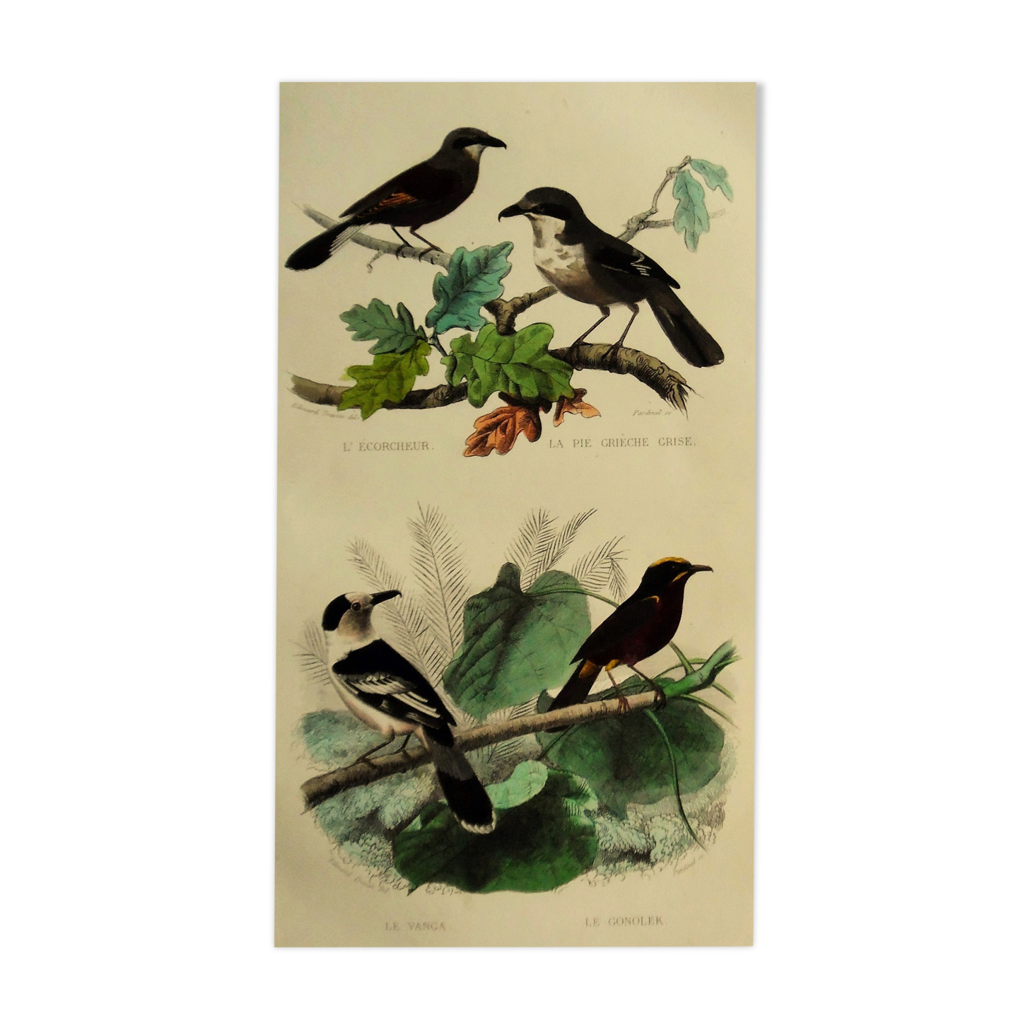 Buffon 1838 - ornithological board