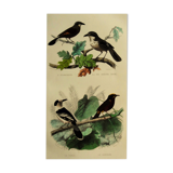 Buffon 1838 - ornithological board