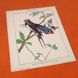Set of 4 posters Birds, Butterflies, Nest..
