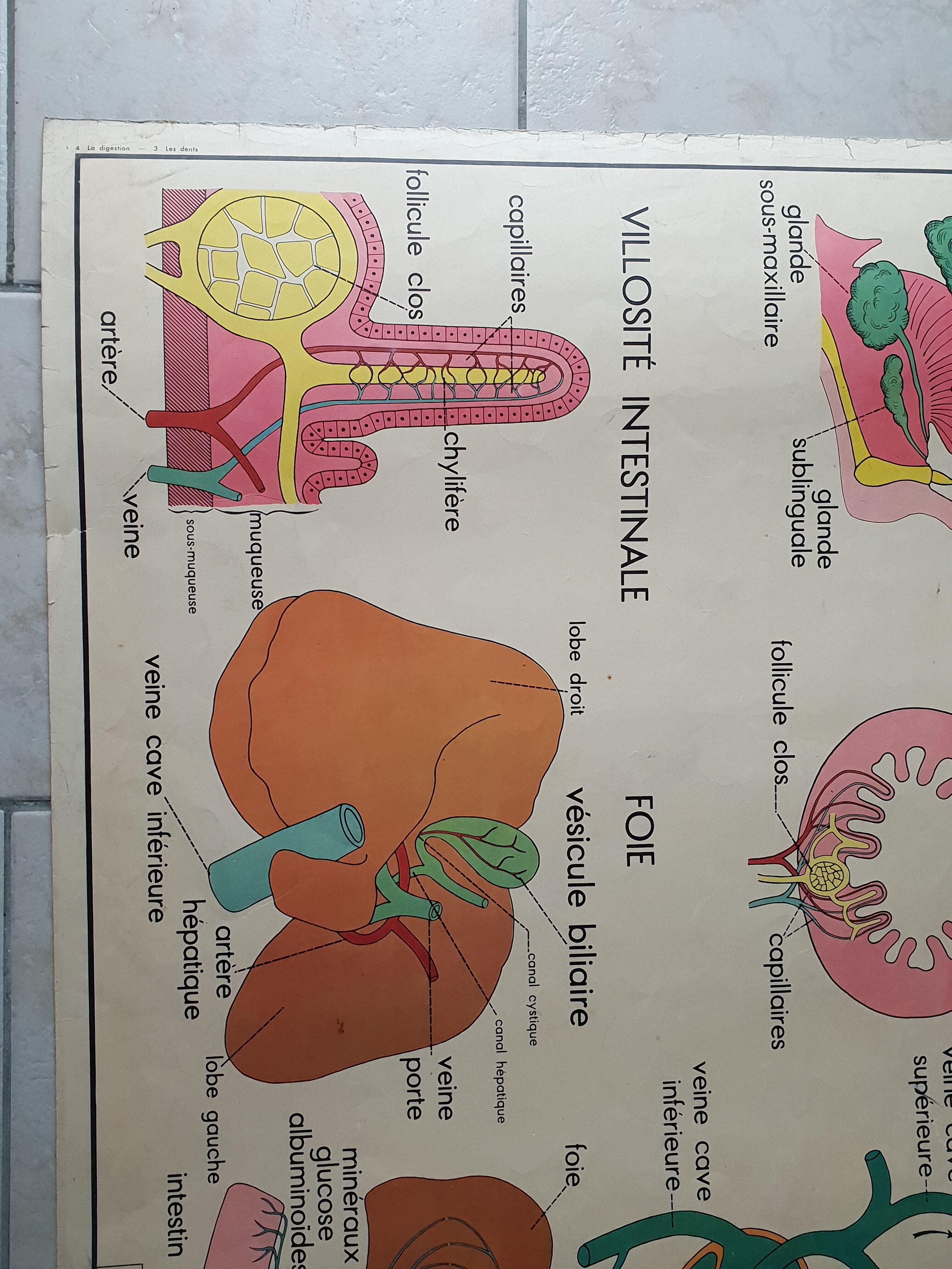 School poster Nightingale N ° 3 the teeth N ° 4 the Digestion