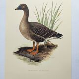 Old bird illustration 1960s - Bean Goose - Ornithological animal image