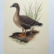 Old bird illustration 1960s - Bean Goose - Ornithological animal image