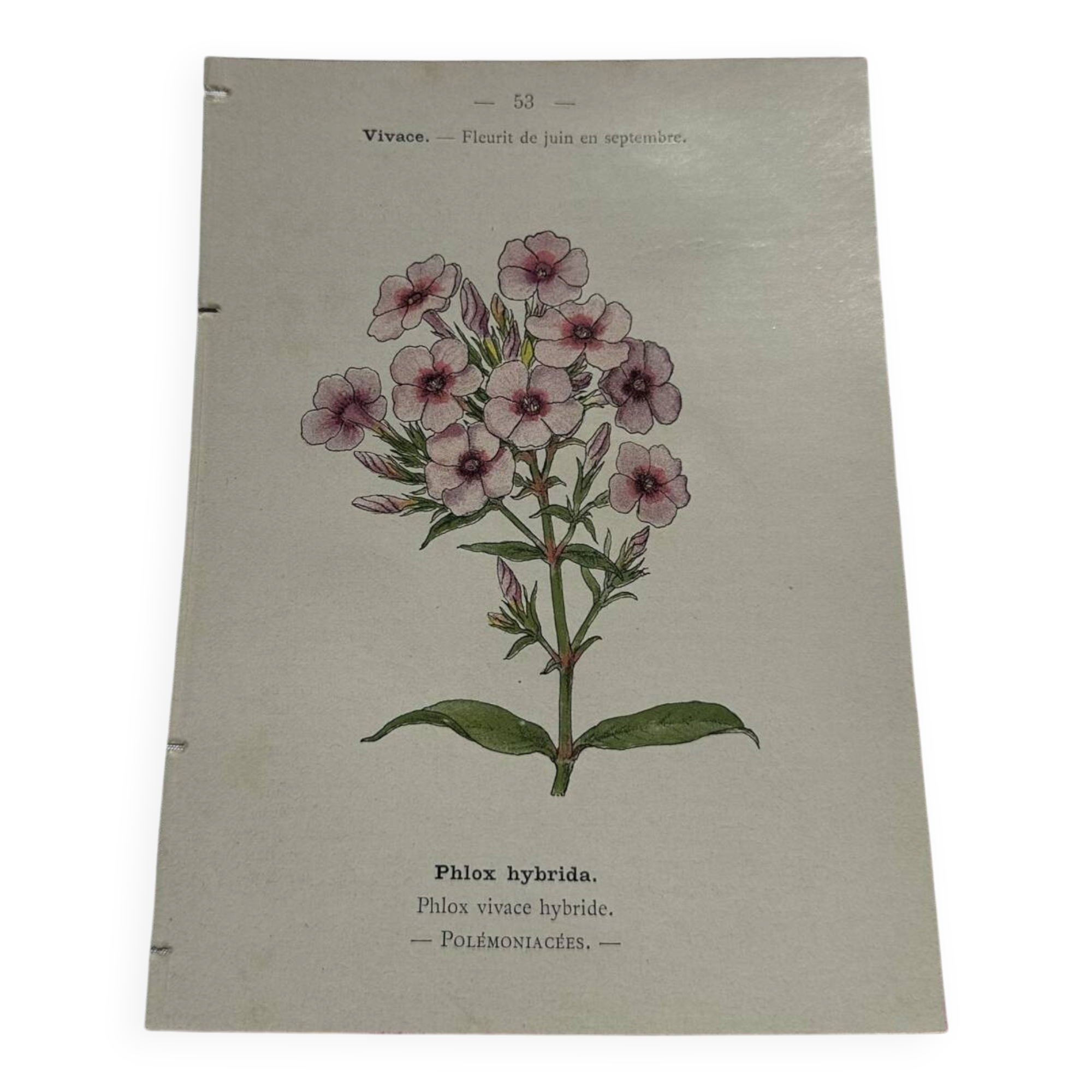 Planche botanique gravure florale naturaliste 19eme