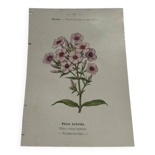 Planche botanique gravure florale naturaliste 19eme