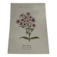 Planche botanique gravure florale naturaliste 19eme