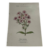 Botanical plate, floral engraving, naturalist, 19th century.