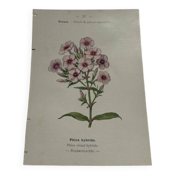Planche botanique gravure florale naturaliste 19eme