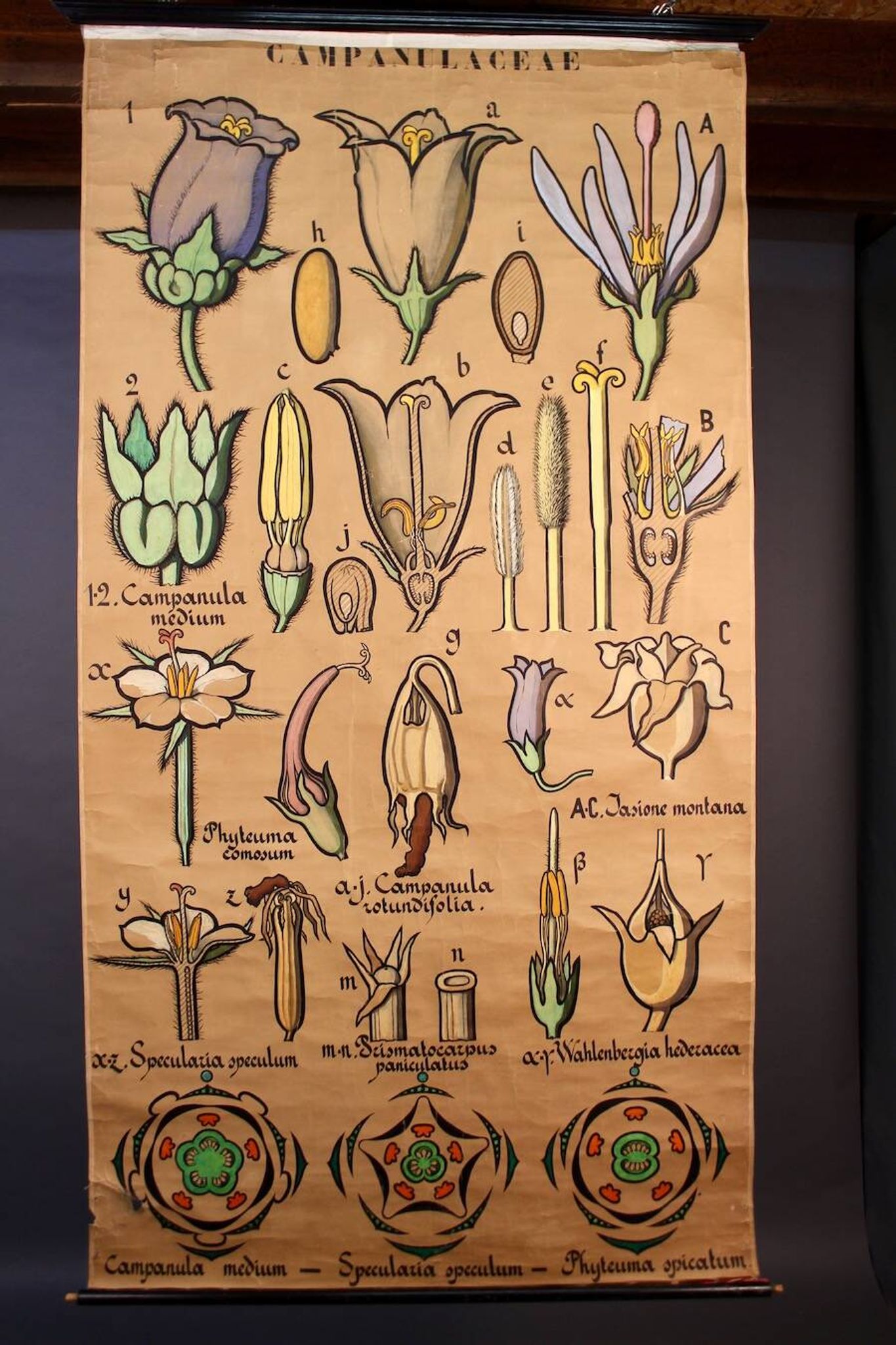 Educational poster, botanical chart of CAMPANULACEAE