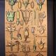 Educational poster, botanical chart of CAMPANULACEAE