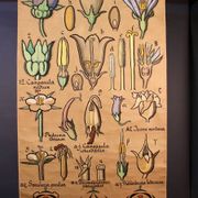 Educational poster, botanical chart of CAMPANULACEAE