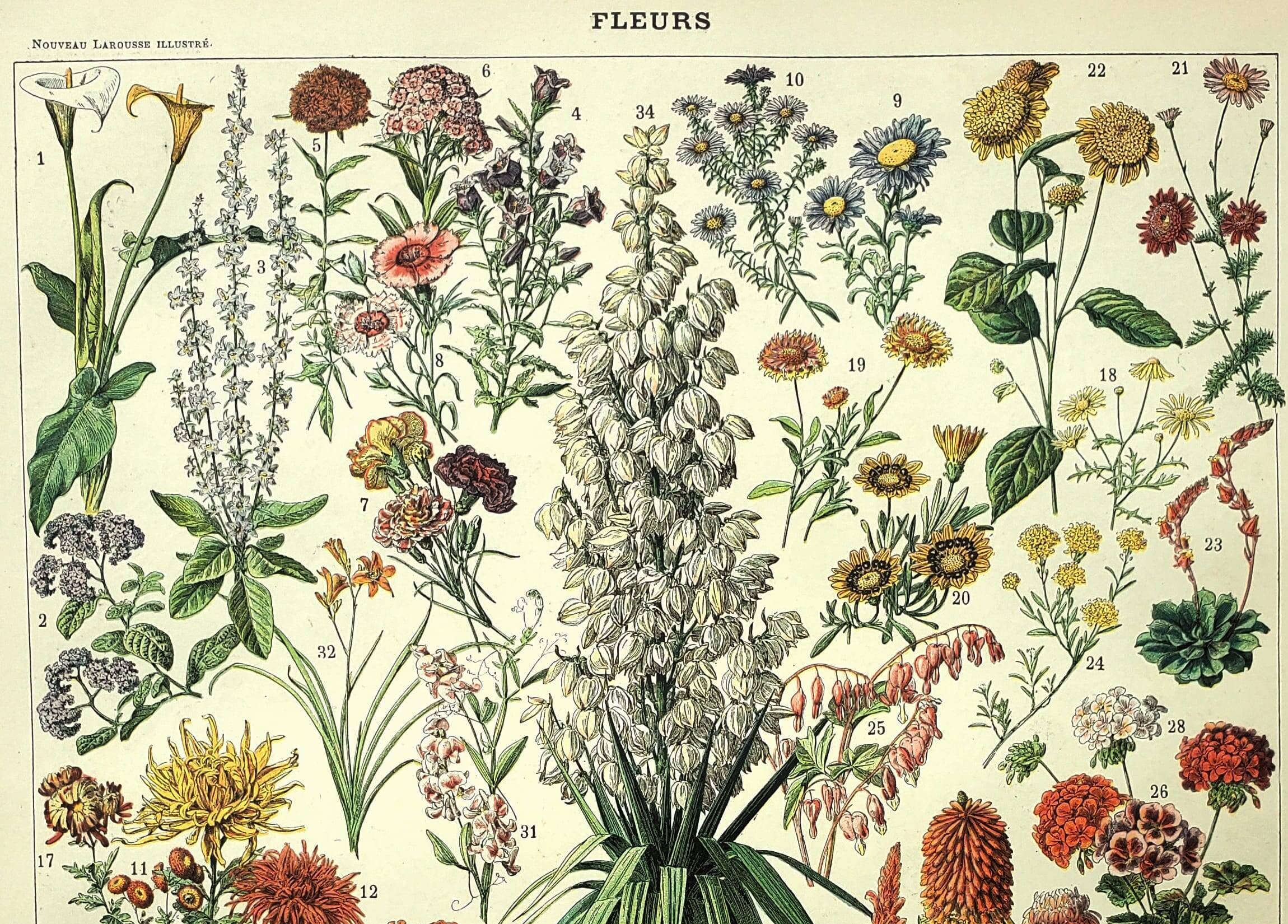 Gravure botanique 1897 - Fleurs et plantes, vivaces, arbres