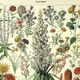 Gravure botanique 1897 - Fleurs et plantes, vivaces, arbres