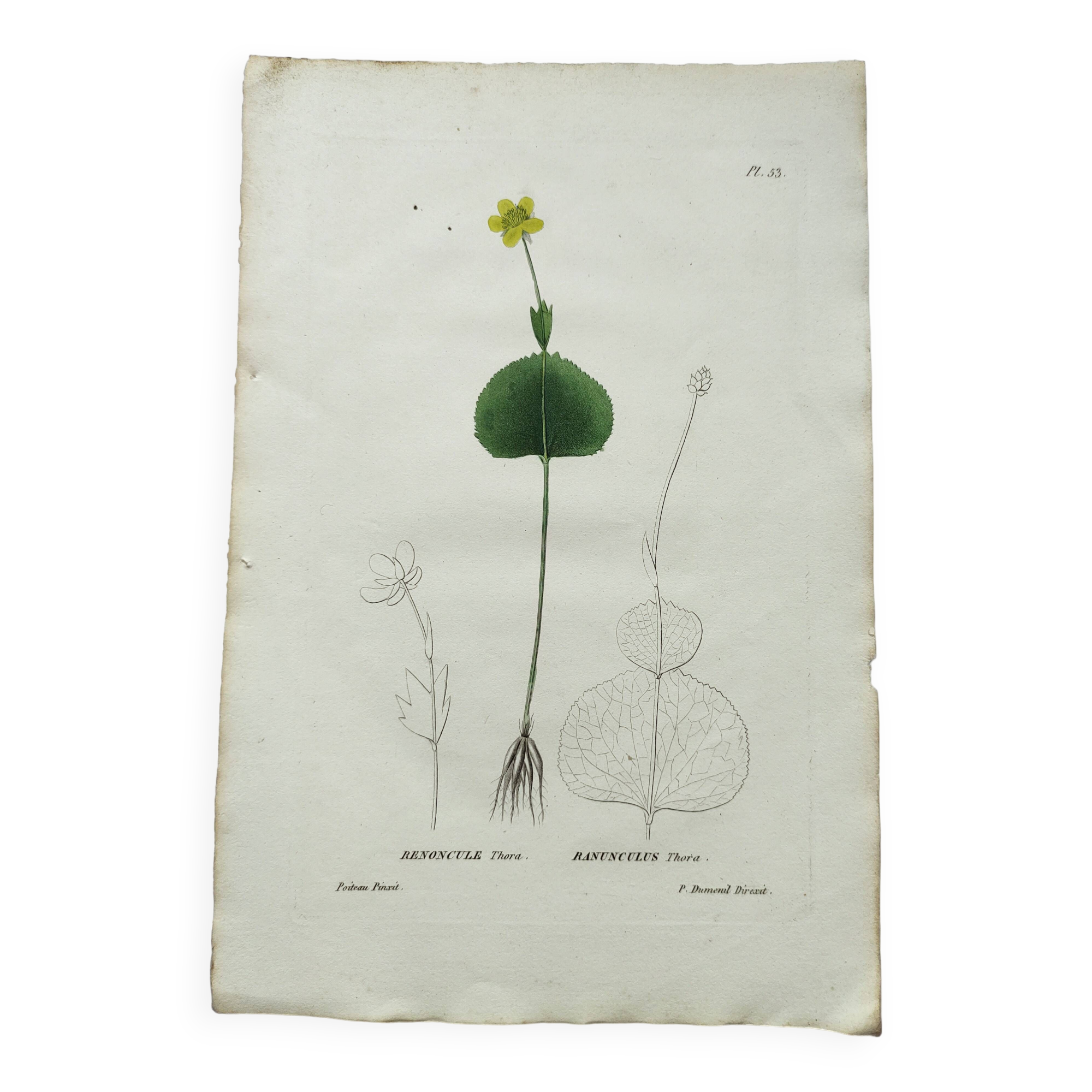 Gravure botanique ancienne de 1829 - Renoncule Thora- Par Pierre-Antoine Poiteau peinte à la main