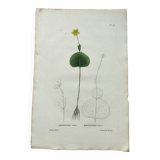 Antique botanical engraving from 1829 - Ranunculus Thora - Hand painted by Pierre-Antoine Poiteau