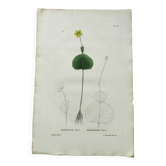 Gravure botanique ancienne de 1829 - Renoncule Thora- Par Pierre-Antoine Poiteau peinte à la main