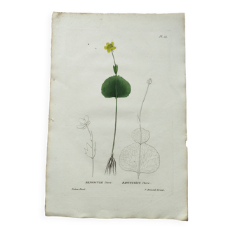 Antique botanical engraving from 1829 - Ranunculus Thora - Hand painted by Pierre-Antoine Poiteau