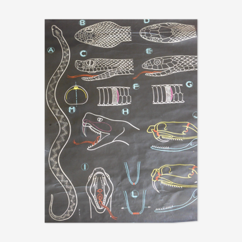 Affiche pédagogique de Sougy, "Serpents", collection docteur Auzot