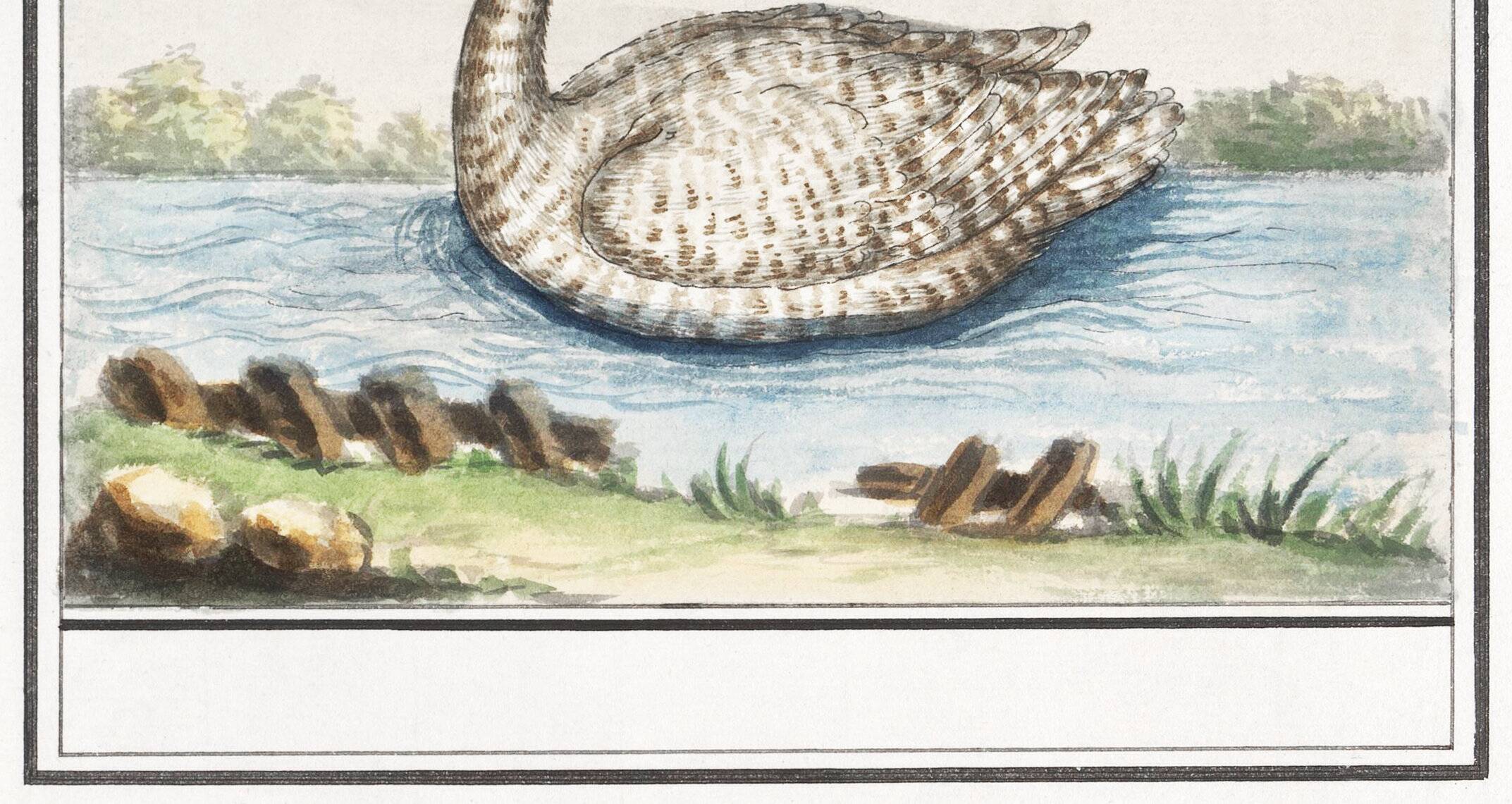 Small poster about the swan, after an old engraving from 1610.