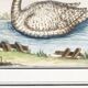 Small poster about the swan, after an old engraving from 1610.