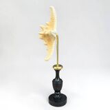 Starfish on a turned wooden base, late 19th century - cabinet of curiosities