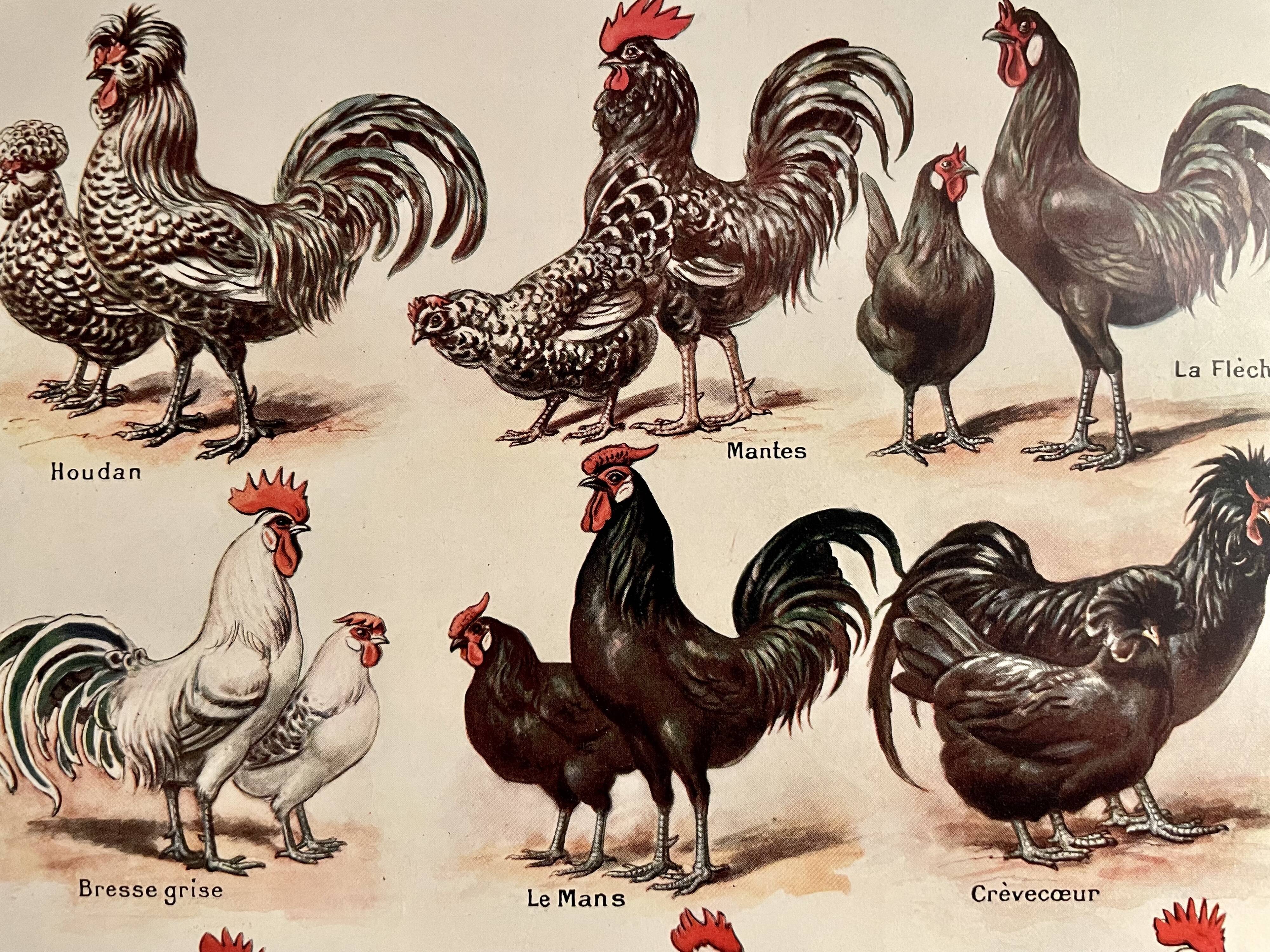 Lithograph on hens from 1921 (XXXIV)