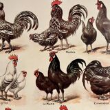 Lithographie sur les poules de 1921 (XXXIV)