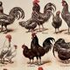 Lithograph on hens from 1921 (XXXIV)