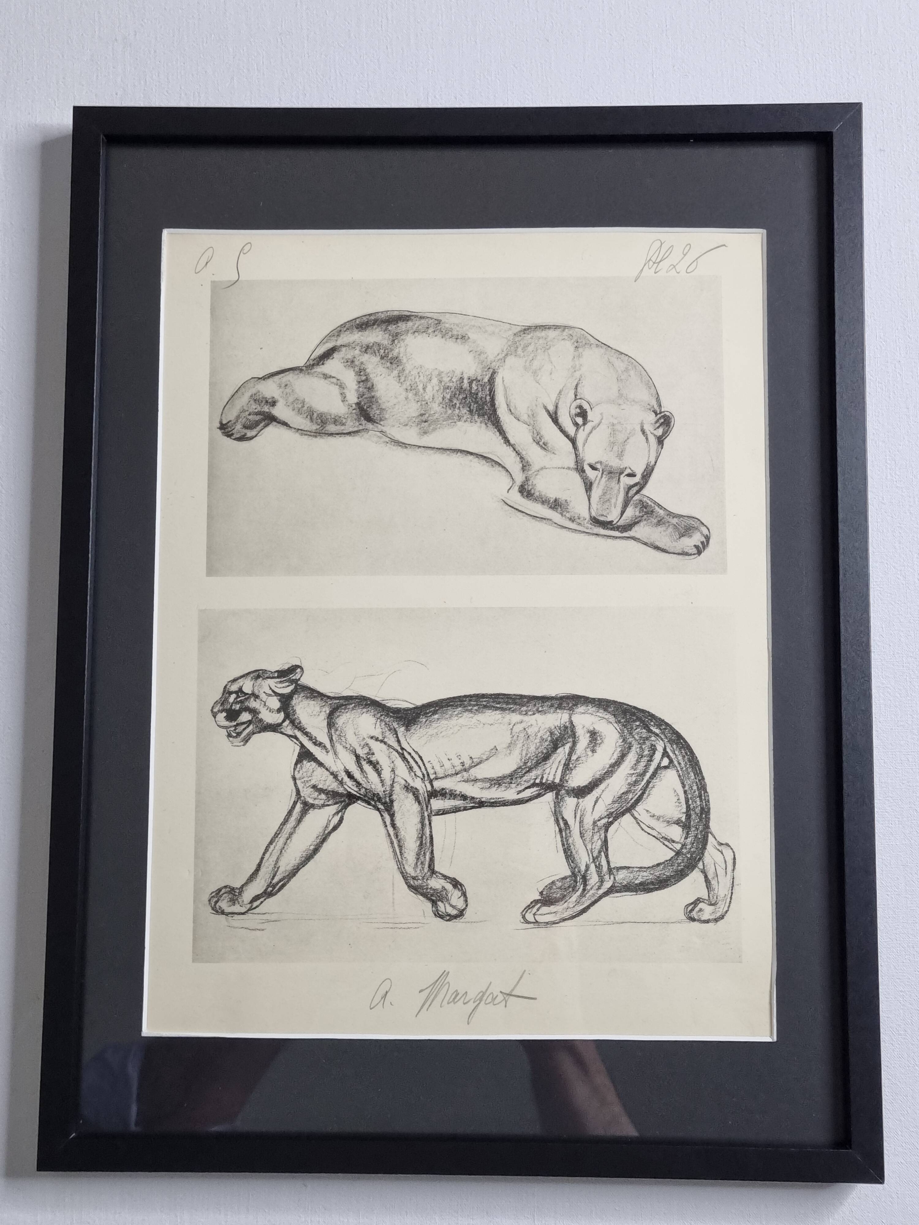 Illustrated plate – studies of feline and bear – Signed André Margat, 1930