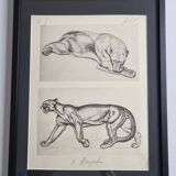 Illustrated plate – studies of feline and bear – Signed André Margat, 1930