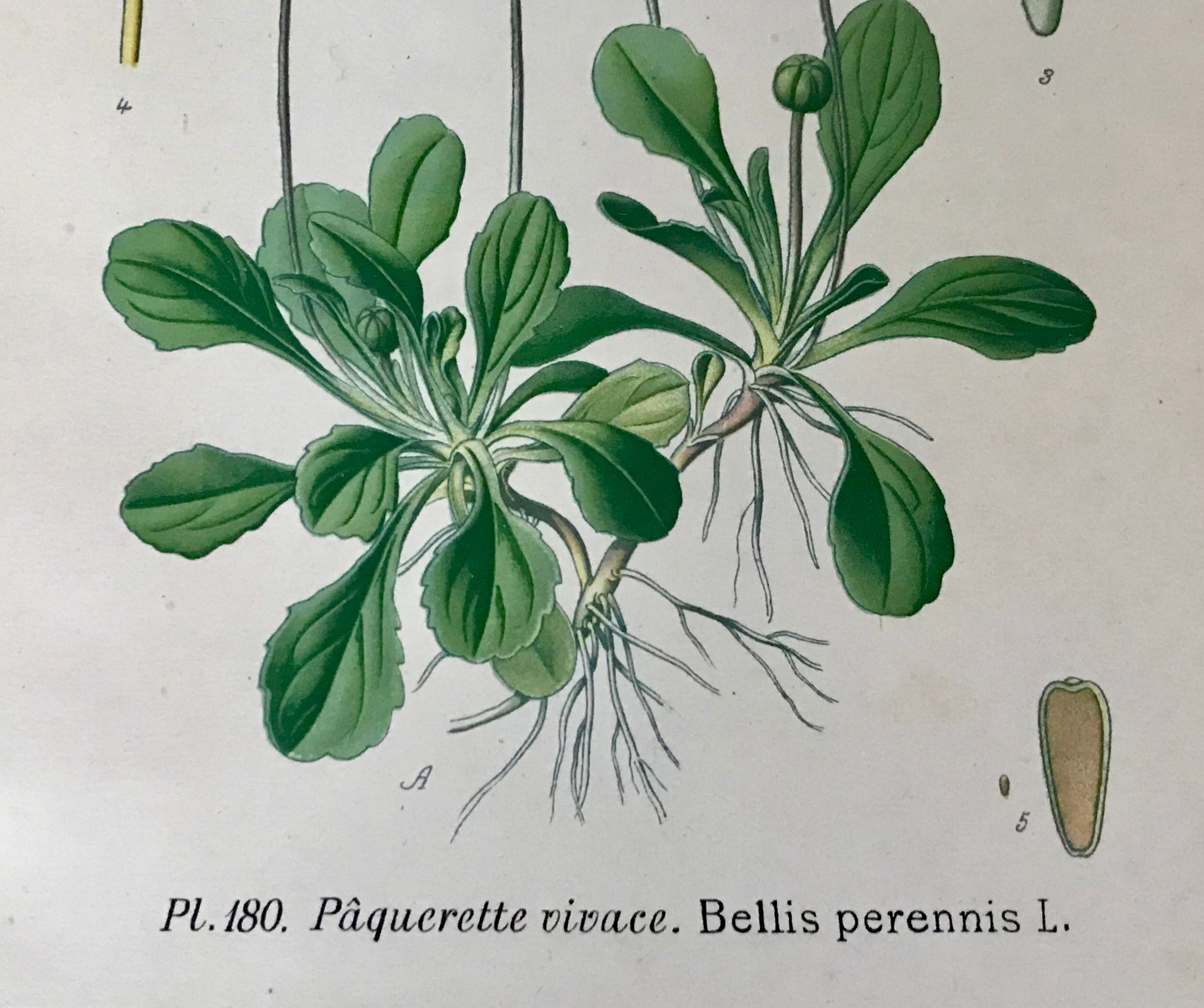 Botanical flowering boards of 19th century fields