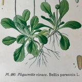 Botanical flowering boards of 19th century fields