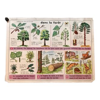 Affiche pédagogique biologie "dans la forêt" et "le pois" années 50