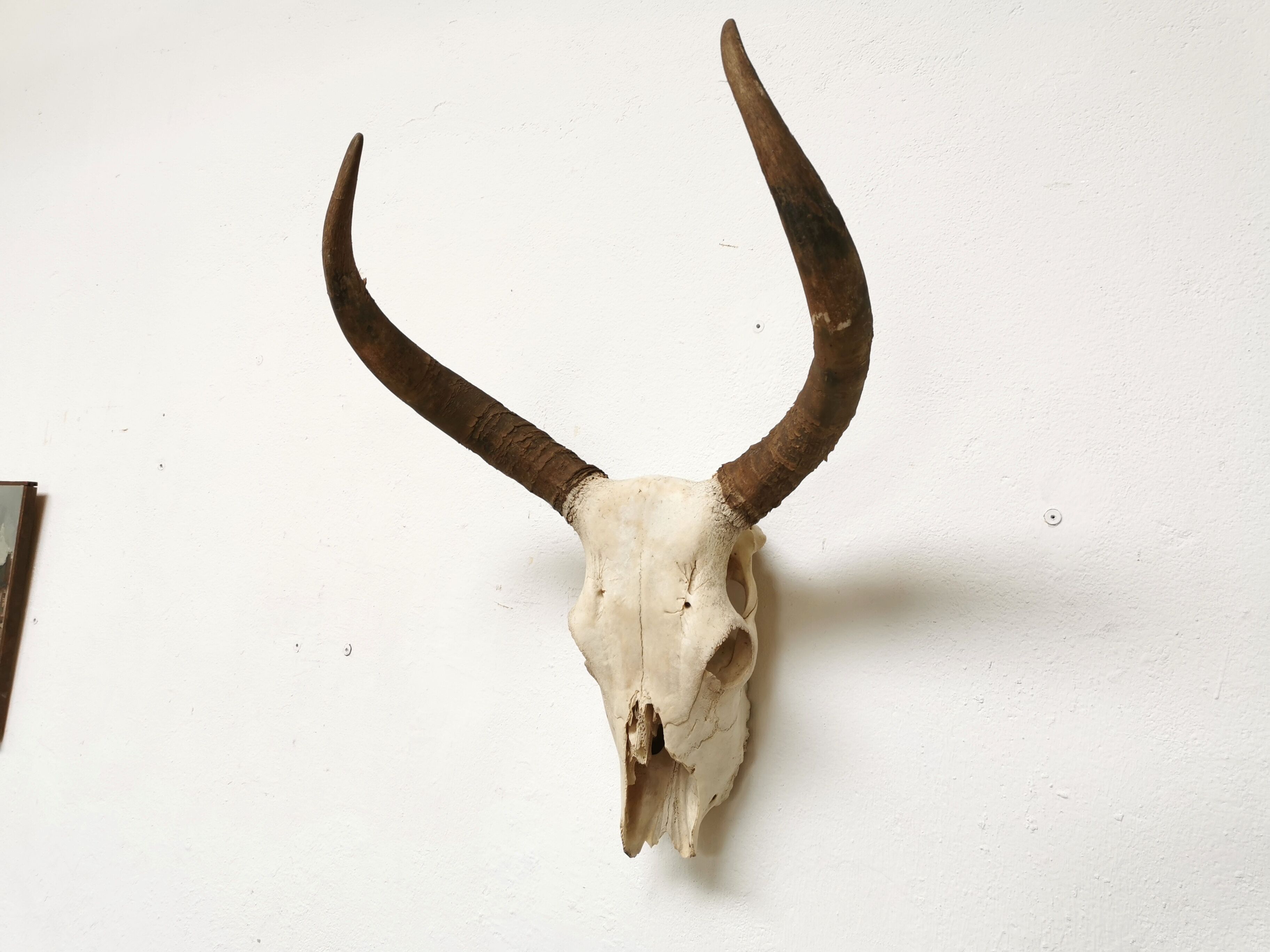 Zebu head hunting trophy massacre