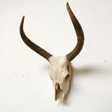 Zebu head hunting trophy massacre