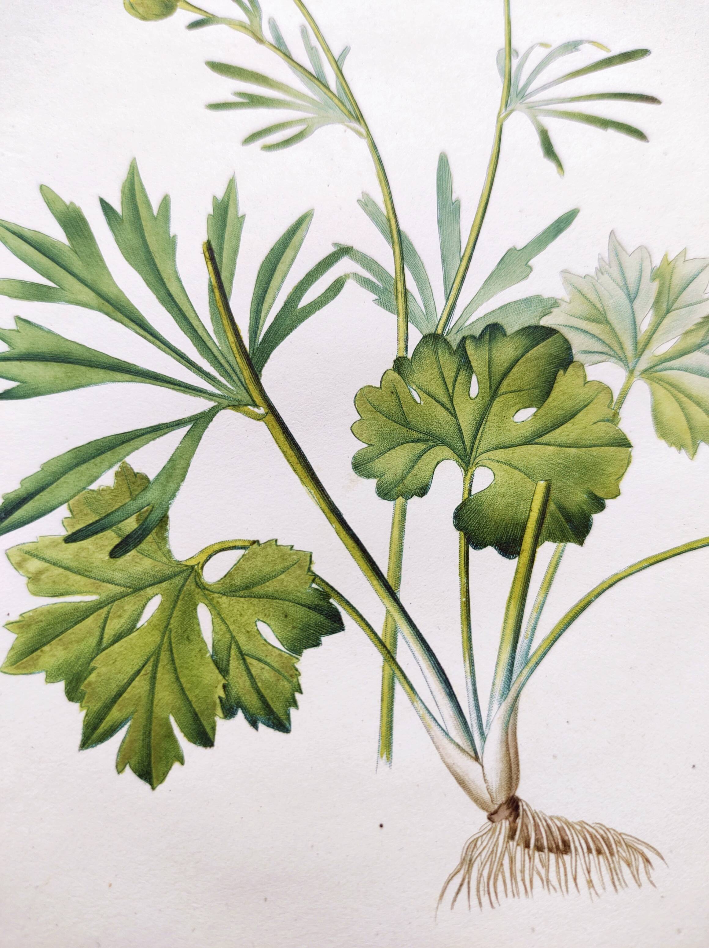 Antique botanical engraving from 1829 - Golden buttercup - By Poiteau. Flower