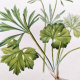 Gravure botanique ancienne de 1829 - Renoncule dorée- Par Poiteau. Fleur