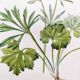 Antique botanical engraving from 1829 - Golden buttercup - By Poiteau. Flower