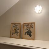 Pair of floral engravings signed redouté