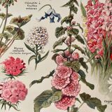 Lithograph on perennial flowers from 1921