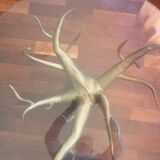 Table basse verre pied baobab