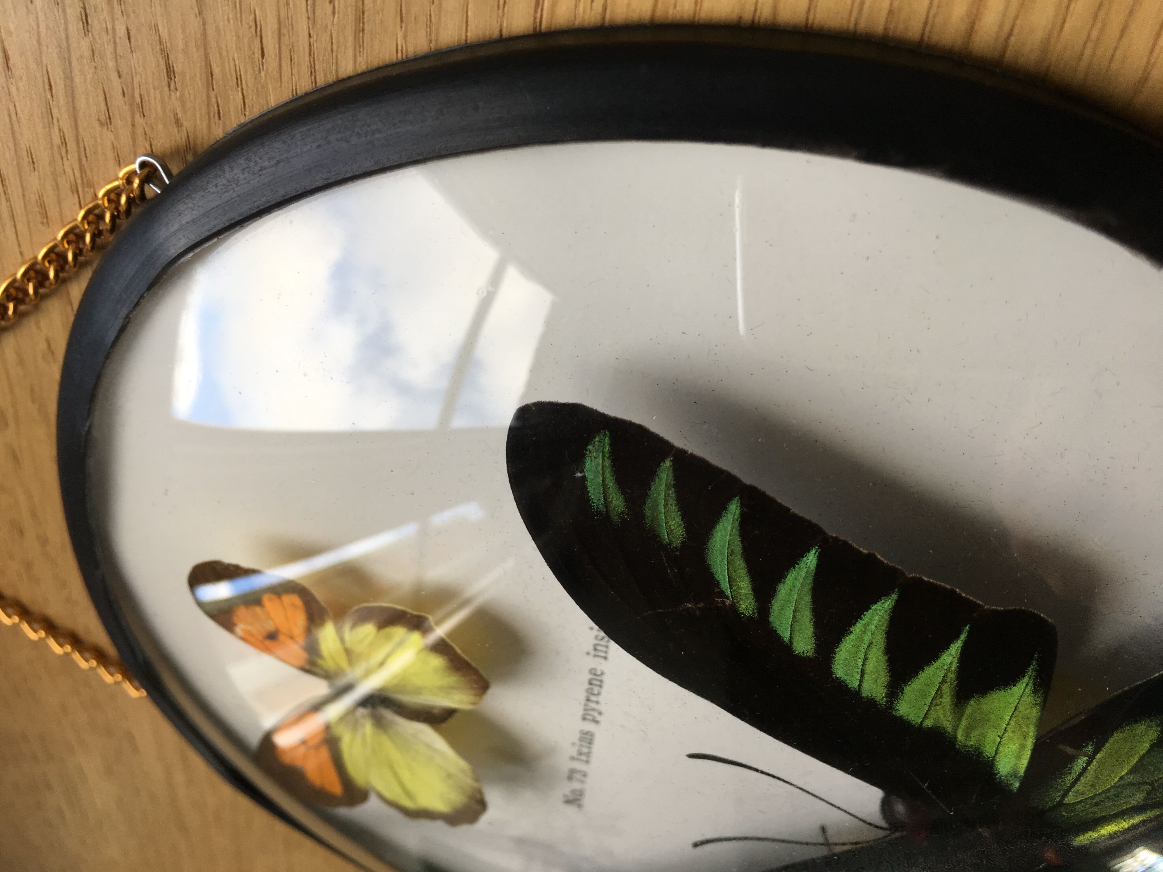 Vintage curved glass butterfly frame