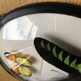 Vintage curved glass butterfly frame