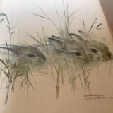 Large frame with rabbits in nature