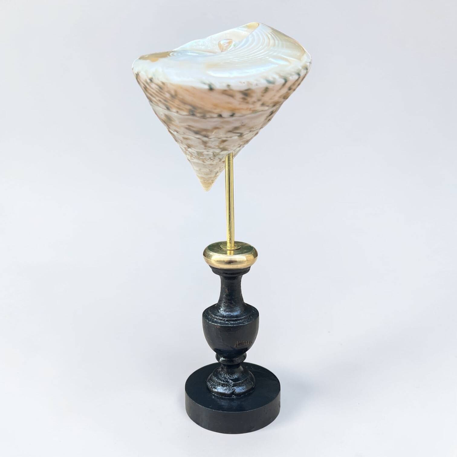 Nacre cone shell Troca on a turned black wooden base, late 19th century.
