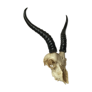 Crane d'antilope Spring