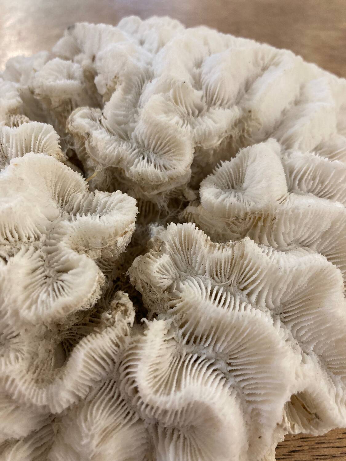 White coral 15cm