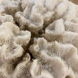 White coral 15cm